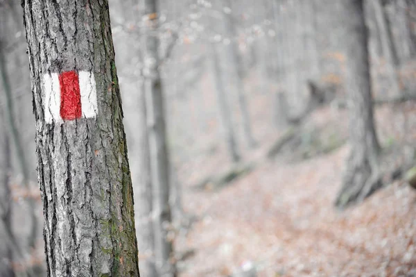 ป้ายวงสีแดงบนต้นไม้ — ภาพถ่ายสต็อก