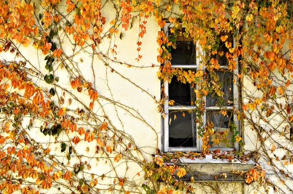 Podzimní břečťan — Stock fotografie