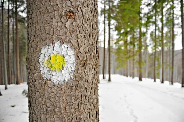 Panneau de randonnée à point jaune sur un arbre — Photo