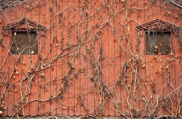 Edera su vecchia casa di legno — Foto Stock