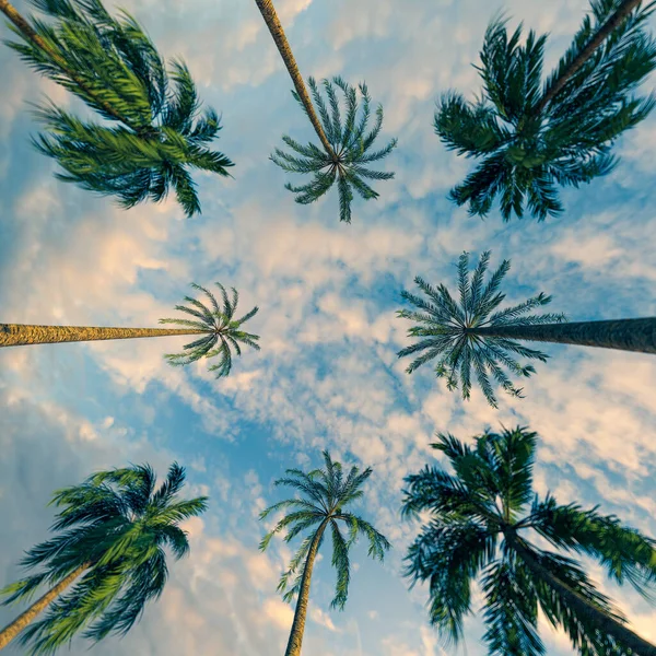 Des palmiers. Concept de voyage et de tourisme. Plan à angle bas. Rendu 3d — Photo
