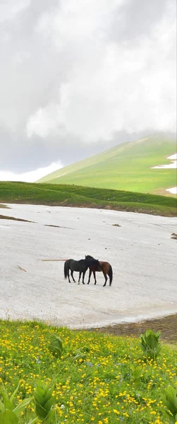 緑の野原、クラスノダール、ロシアの馬 — ストック写真