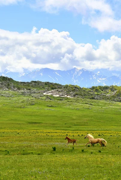 Chevaux sur le terrain vert, Krasnodar, Russie — Photo