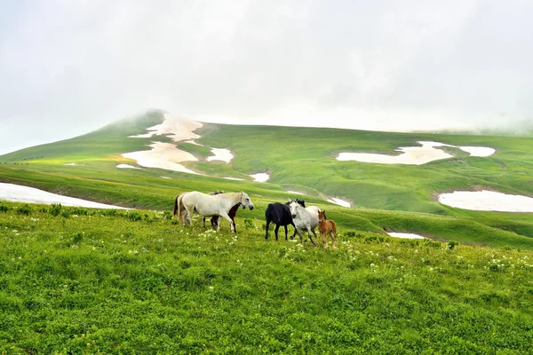 緑の野原、クラスノダール、ロシアの馬 — ストック写真