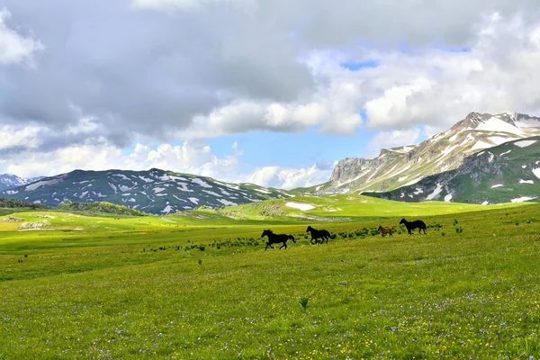 Pferde auf der grünen Wiese, Krasnodar, Russland — Stockfoto