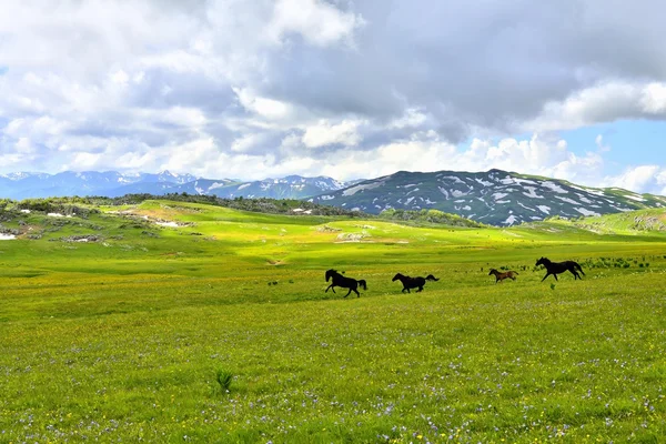 Chevaux sur le terrain vert, Krasnodar, Russie — Photo