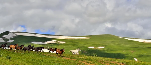 Troupeau de chevaux sur le champ vert, Krasnodar, Russie — Photo