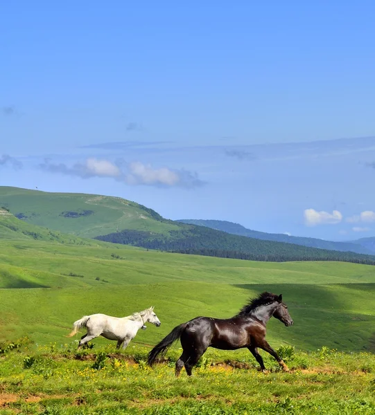 Paarden op het groene veld, krasnodar, Rusland Stockfoto