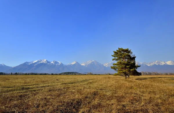 フィールド、ロシアと山を風景します。 — ストック写真