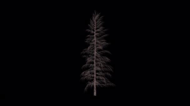 Анимация Pine Tree Abries Grandis Grow — стоковое видео
