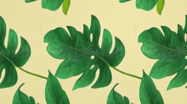Lüks altın ve doğa yeşili arka plan. Çiçek animasyonu, Altın yapraklı Philodendron bitkisi, canavar bitkisi çizimleri,.