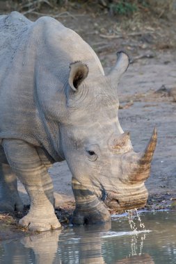 White rhino drinking in Kruger National Park clipart