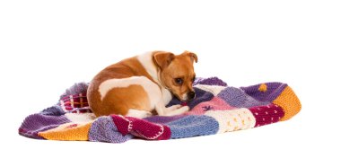 jack Russel örgü battaniye var