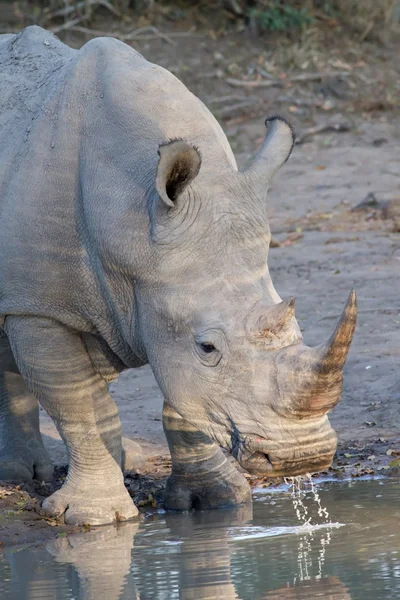 White rhino drinking in Kruger National Park — Stock Photo, Image