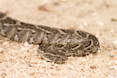 Puff adder snake in road clipart