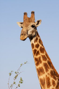 zürafa portre kruger park