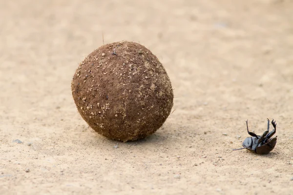 Dung beetle fall off dung ball