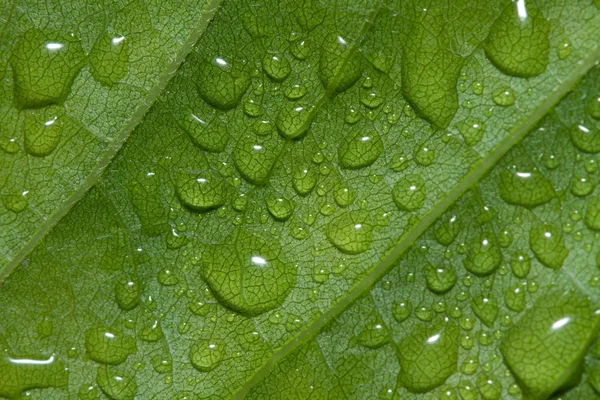 Gotas de água em folhas verdes abstrato fundo — Fotografia de Stock