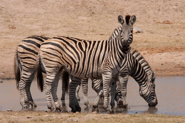 Kruger Park zebras — Stock Photo, Image