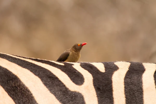 Oxpecker bird on zebra back — Stock Photo, Image