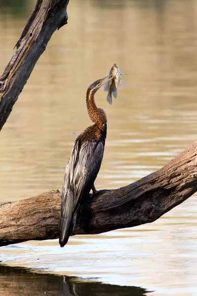 Afrikanischer Darter mit Tilapia-Fang — Stockfoto