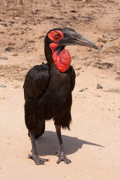 Southern ground hornbill — Stock Photo, Image