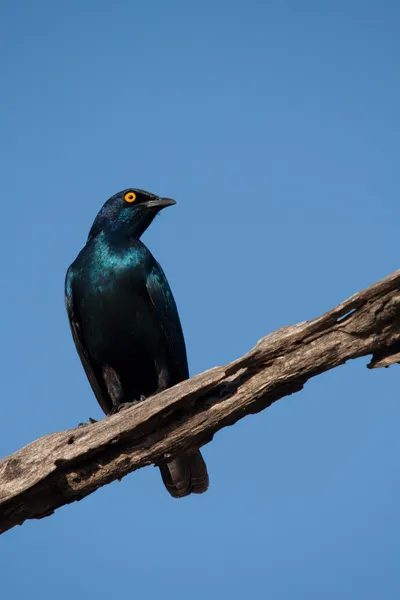 Modrá starling pták — Stock fotografie