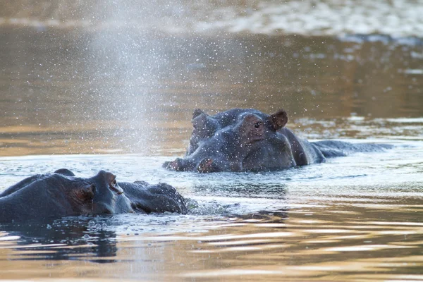 Hippos in water — Stock Photo, Image