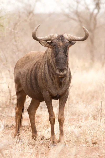 Sininen Wildebeest muotokuva — kuvapankkivalokuva