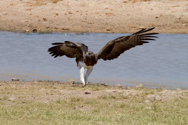 Martial Eagle in Kruger National Park — Stock Photo, Image