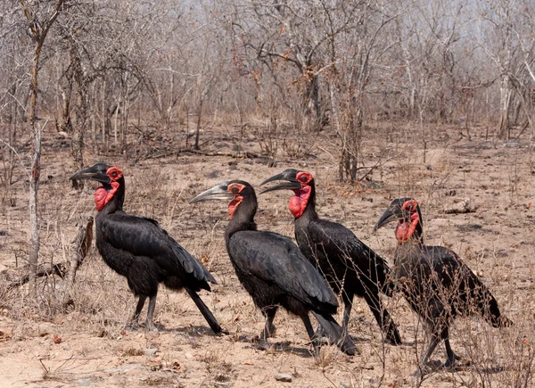 Hornbill do sul do solo — Fotografia de Stock