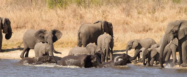 Elephant herd swimming — Stock Photo, Image