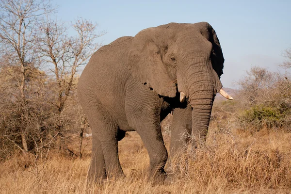 Elephant in Kruger National Park — Stock Photo, Image