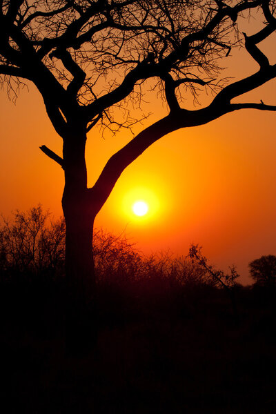 Sunset tree silhouette