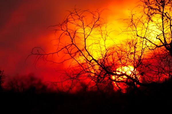 Gros plan dramatique sur le coucher du soleil africain — Photo