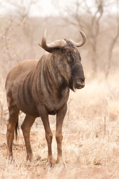 Blue wildebeest — Stock Photo, Image