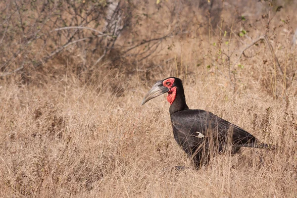 Southern Ground Hornbill in Kruger National Park — Stock Photo, Image