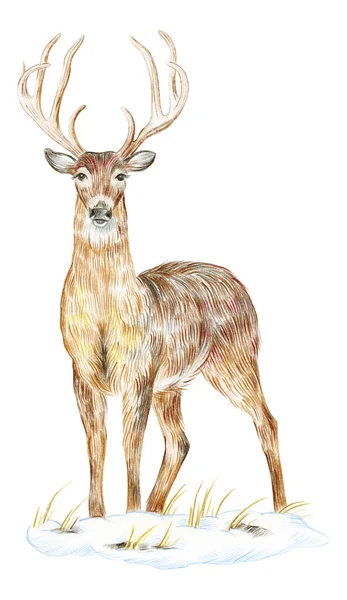 色鉛筆で描くと 白い背景に孤立したオブジェクト クリスマスカード 若い鹿 — ストック写真
