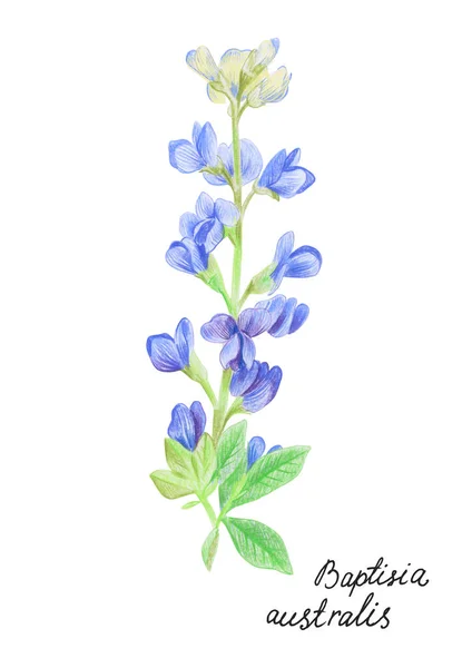 Blue False Indigo Botanická Ilustrace Barevné Tužce Izolovaný Prvek Bílém — Stock fotografie