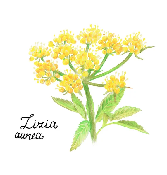 Zizia Aurea Flower Prairie Plant Isolated White Background Botanical Illustration — Stock Photo, Image