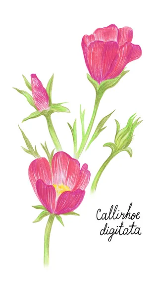 Callirhoe Çiçeği Çayır Bitkisi Beyaz Arka Planda Izole Edilmiş Botanik — Stok fotoğraf
