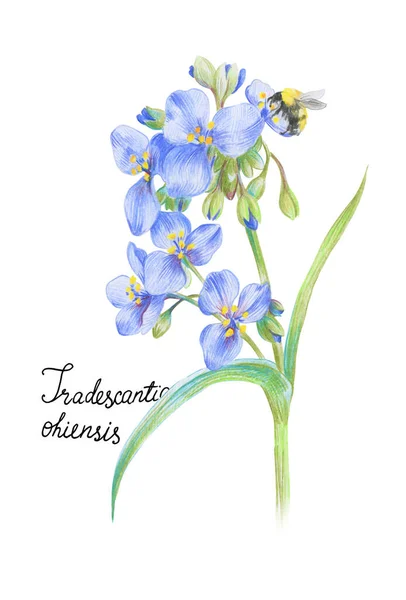 Tradescantia Ohiensis Blomma Prärieväxt Isolerad Vit Bakgrund Botanisk Illustration — Stockfoto