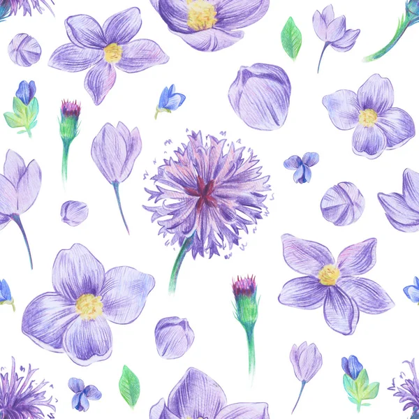 Pattern with purple flowers. Thalictrum and New York ironweed plant. Botanical illustration in colored pencil.