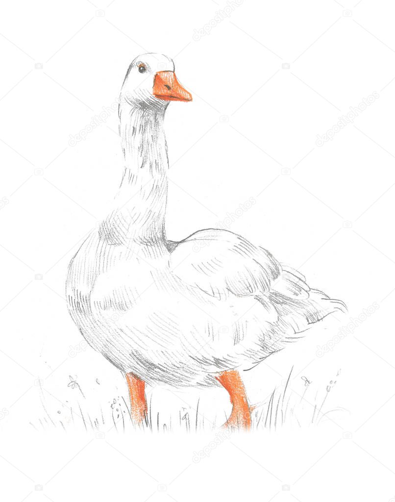 Pencil sketch. Goose isolated on white background