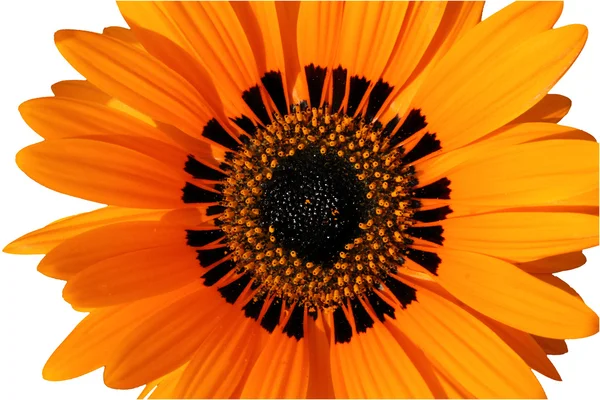 Kamille bloem — Stockfoto