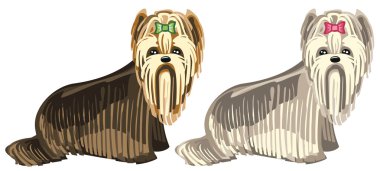 Yorkshire terrier köpekleri iki farklı renklerde