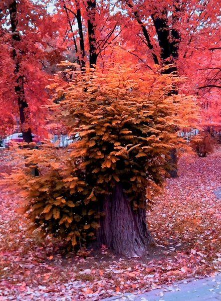 Otoño, hoja, árbol, rojo — Foto de Stock