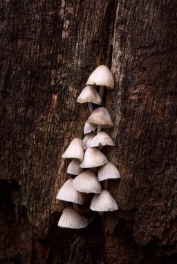 Sonbaharda ormanın nemli ormanında, yukarıdan manzaralı Macro mantarları.