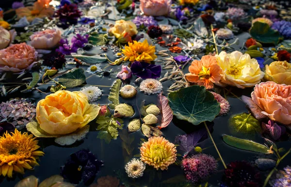 水面上五彩斑斓的花朵，俯瞰 . — 图库照片