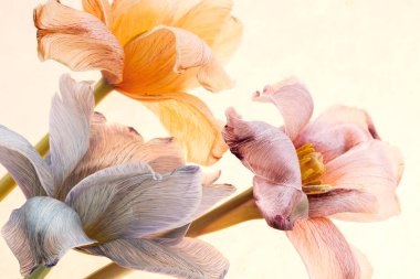 Beyaz arka planda çok renkli lale yaprakları. Yaratıcı çiçek kompozisyonları Seçici odak.